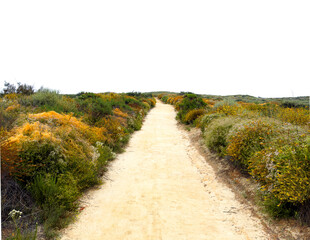 country road in the countryside
