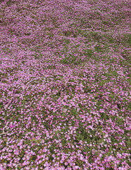 pink flowers in the garden