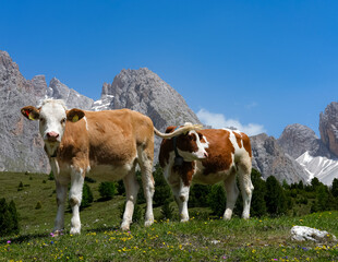 cows in the alps