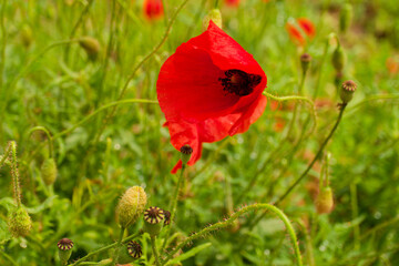 Red poppy flower close up