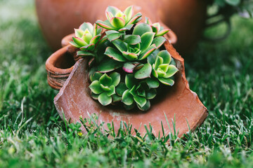 Close-up of vibrant green succulent growing from broken terracotta piece in grass, symbolizing healing, sustainable strength, rebirth and harmony in imperfection.