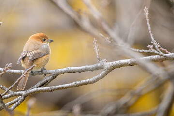 枝にとまるモズ