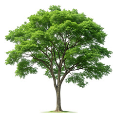 Magnificent Tree With Spreading Canopy Against Dark Background