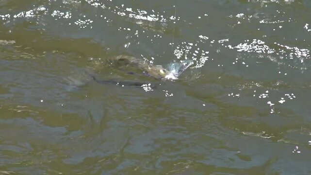 European Brown Trout (Salmo trutta fario) Struggling While Being Caught in the River - 1673
