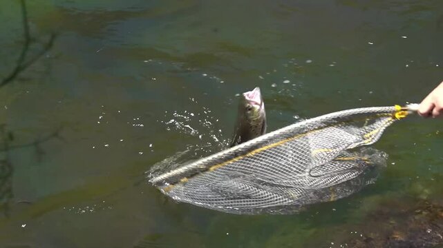 European Brown Trout (Salmo trutta fario) Struggling Before Being Landed in the Net - 1678
