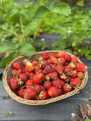 basket with fresh strawberries, strawberries picked on the plot, ripe fruit, strawberries on the bed
