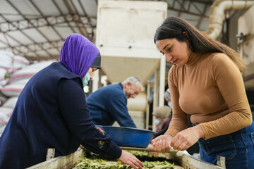 Traditional Herb Processing – Women and Man Working with Laurel Leaves
