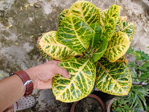 Native Petra Plant Indoor Air Purifying Live Plants for Home Decor