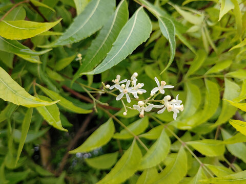 Neem Tree flower stock photo