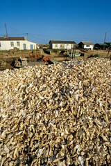 Huitre, Ostrea edulis, Port ostreicole, La Tremblade, 17, Charente Maritime, France