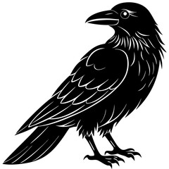 Obraz premium A black raven silhouette is isolated on white background