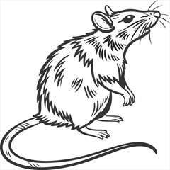 vector illustration of a rat