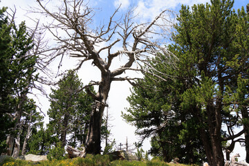 Croix plantée dans la foret du Canigou
