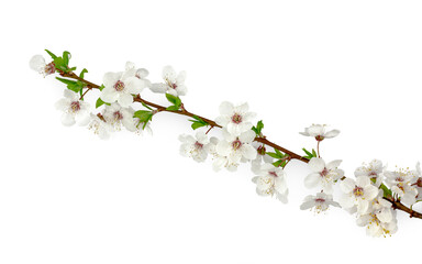 Plum flowers isolated on a white background