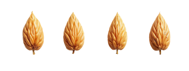 A set of four dried leaves