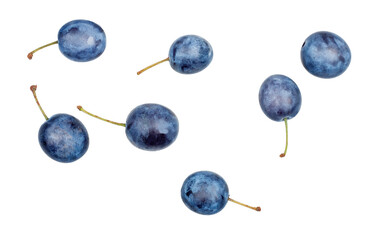 Blackthorn fruits isolated on a white background, contour