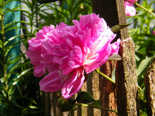 pink peony near the fence macro close-up