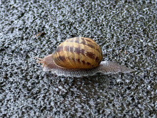 chiocciola, snail