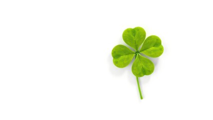 Lucky find four leaf clover on a clean white backdrop, conveying hope and the possibility of unexpected fortune and good luck