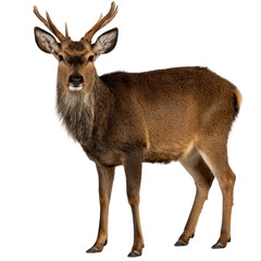 Elegant Deer with Antlers Standing Against a Black Background