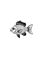 fish on a white background