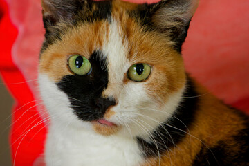 Katze