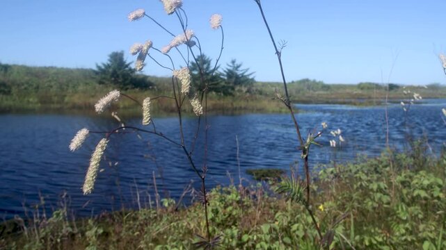 Daurian baneberry (Actaea dahurica similar white baneberry (Actaea racemosa)) seaside meadows of the Sea of Japan, Sakhalin Island. It is used as a medicinal and as an ornamental garden plant.
