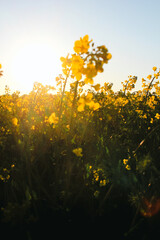 Obraz premium A field of yellow flowers