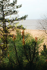 Pine tree closeup next to the baltic sea