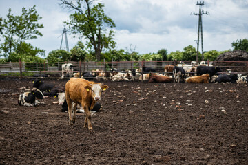 Krowy na farmie © fotozen