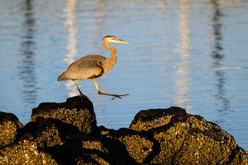 Great Blue Heron Ardea herodias taking a step into space on natural roack wall
