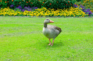 garden with a flowerbed and goose on green meadow.
