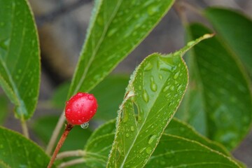 瑞々しい天然のサクランボ