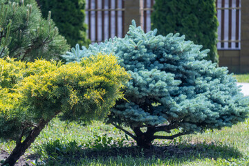 Landscape design thuja pine trees and conifer shrub in natural parkland. Mix gardening of evergreen plants in city park. Green lawn cultivated in ornamental garden in summer.