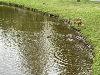 Mother and father Ruddy shelduck with her small ducklings on lake in the summer. It is a waterfowl of the duck family, similar to the common one. The bird has orange-brown plumage and a lighter head