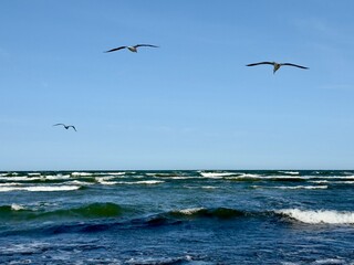 Seagulls fly above the blue sea with gentle waves under a clear sky. Peaceful coastal scene, perfect for illustrating freedom, nature, and serene maritime landscapes.