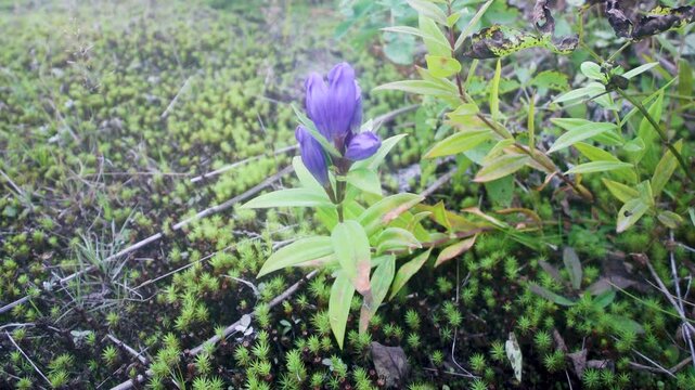 Blooming in late summer centaury (Gentiana axilliflora or Gentiana triflora) on the seaside wet meadows of Sakhalin Island, southern part