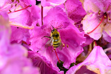 Bee on the fading pink petals of a rhododendron seeking pollen