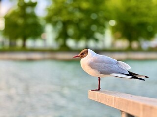 seagull on the beach