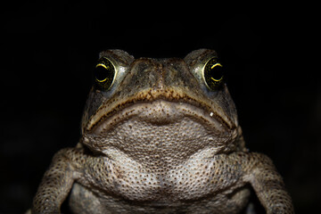 Toad close-up face