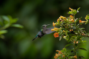 hummingbird pollinating flowers