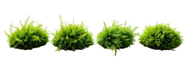 A set of four green plants