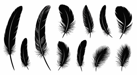 Set of Isolated Black Feathers on White Background
