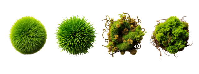 A set of three different types of moss