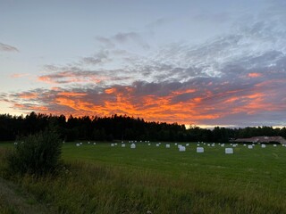 sunset over the field