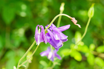 Blume