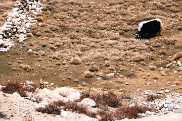 Herd of yak grazing peacefully on rugged mountain terrain, surrounded by patches of green moss,...