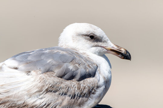 close up of a seagull