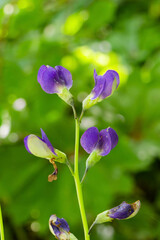 Blume