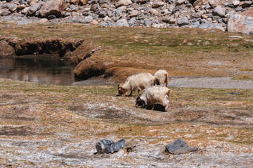 A herd of Himalayan sheep grazing on high-altitude meadows beneath rocky slopes and glacial...